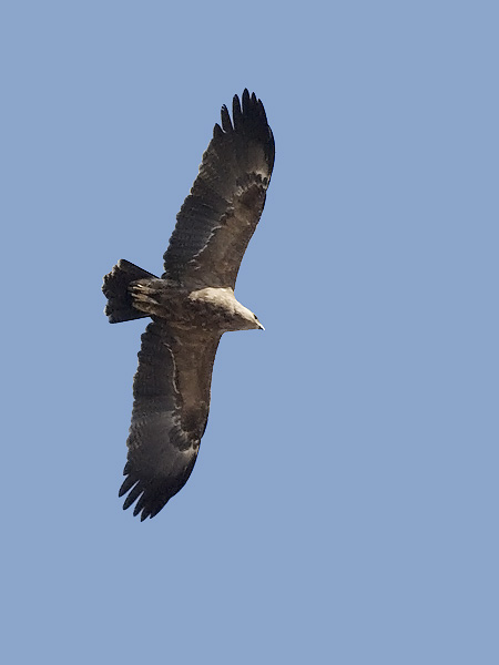 Pikkukiljukotka, Lesser Spotted Eagle, Clanga pomarina